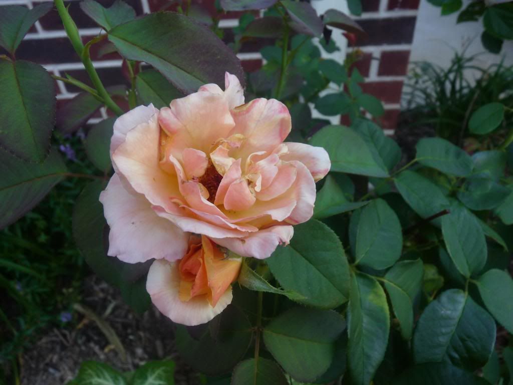  photo ladyemmahamilton.jpg